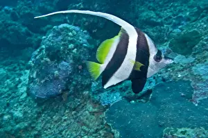 Bannerfishes Prints: Longfin Bannerfish - Indo-pacific tropical waters - Fiji