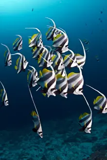 Bannerfishes Prints: Longfin Bannerfish - Maldives