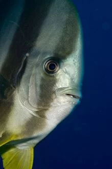 Longfin Batfish