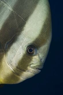 Images Dated 7th November 2008: Longfin Batfish
