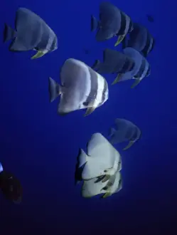 Longfin Prints: Longfin / Round / Teira Batfish CRH 907 Shoal of Batfish - Maldives Platax teira © Chris Harvey / ardea