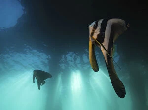 Aquarium Gallery: Longfin spadefish, Platax teira. Two fish under