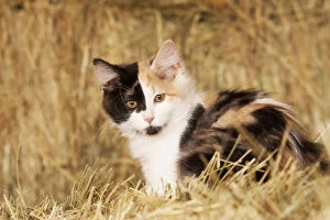 Longhair calico kitten in golden grass