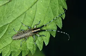 Longhorn Beetle