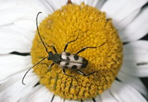 Images Dated 5th May 2005: Longhorn Beetle