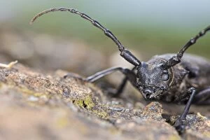 Asper Gallery: Longhorn Beetle