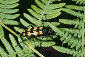 Images Dated 6th February 2006: Longhorn Beetle - Botley. Rare species