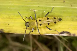 Cerambycidae Prints: A longhorn beetle (Chlorophanus pilosus), Brenne, France