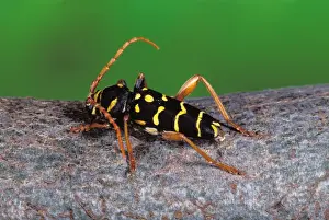 Long Horn Prints: Longhorn Beetle Europe
