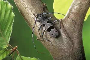 Longhorn Beetle PPG 746 Rare. Upland Beech wood Rosalia alpina © Pascal Goetgheluck / ardea. com