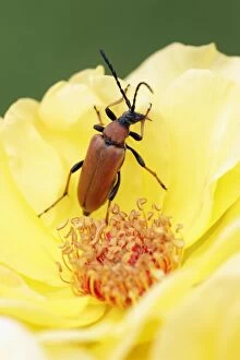 Images Dated 31st July 2010: Longhorn Beetle - on rose blossom
