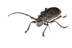Asper Gallery: Longhorn Beetle on white background