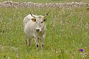 Images Dated 25th April 2009: Longhorn Cattle - grazing flowery walled pasture