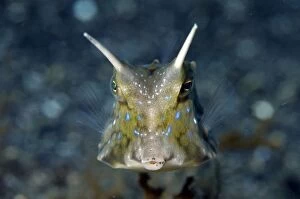 Images Dated 5th November 2004: Longhorn Cowfish with long spines