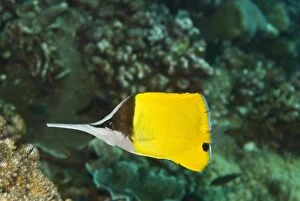 Images Dated 19th April 2007: Longnose Butterflyfish - Sometime seen coloured all black these fish feed on small invertebrates