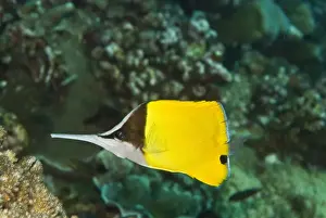 Butterflyfish Prints: Longnose Butterflyfish - Sometime seen coulored all black these fish feed on small invertebrates -Papua New Guinea