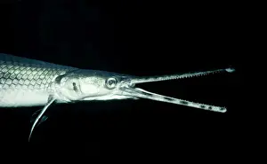 Longnose Gar - Mississippi river basin - USA