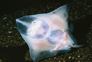 Images Dated 3rd December 2004: Longnose Skate On sea floor, depth 180-2040 Ft. Deep Sea: Alaska to Mexico