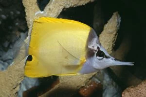 Longos / Forceps / Long-nosed / Long Nosed BUTTERFLY FISH