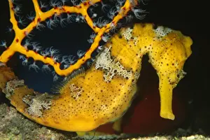Seahorses Prints: Longsnout Seahorse Bermuda to Northern South America