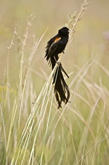 Images Dated 24th February 2008: Longtailed Widow - Male bird perched on grass stems