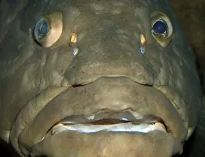 Images Dated 12th October 2010: Longtooth Grouper, offshore Chinese and Japanese waters