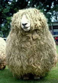 West Country Prints: Longwool Sheep