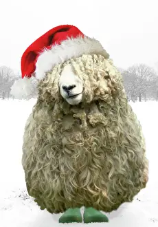 Sheep Prints: Longwool Sheep - wellington boots wearing Christmas hat Digital Maipulation Background