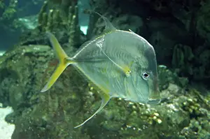 Transparent Prints: Lookdown Fish - central Atlantic