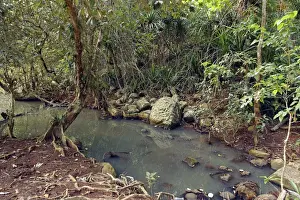 Mangroves Prints: Looking-glass Mangrove - local name Msikundazi