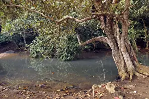 Mangrove Prints: Looking-glass Mangrove - local name Msikundazi family: Sterculiaceae Mayotte