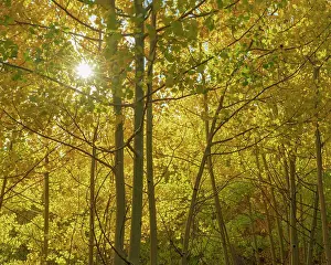 Foliage Prints: Looking up through the understory of the quaking aspen