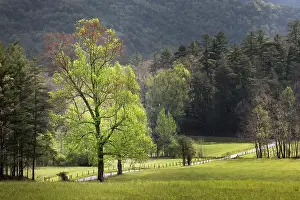 Idyllic Prints: Loop road through Cades Cove passing beneath trees in spring foliage