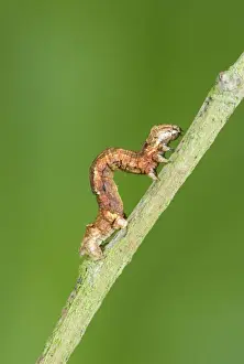 Looper (Geometrid) Caterpillar Showing looping method of locomotion Norfolk UK