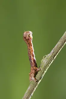 Caterpillars Prints: Looper (Geometrid) Caterpillar In twig posture Norfolk UK