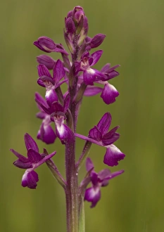 Images Dated 13th May 2005: Loose-flowered (or lax-flowered) orchid. Very rare in UK