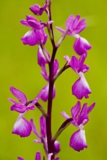 Images Dated 14th May 2008: Loose-flowered orchid, or Lax-flowered Orchid (Orchis laxiflora) in wet meadow, Dordogne, France