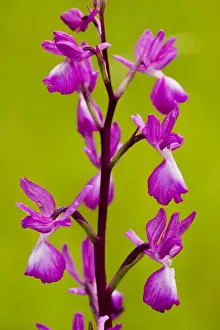 Rarity Prints: Loose-flowered orchid, or Lax-flowered Orchid (Orchis laxiflora) in wet meadow