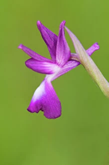 Images Dated 18th May 2013: Loose flowered Orchid single flower