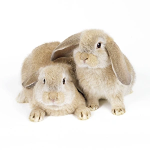 Images Dated 9th March 2010: Lop-eared Rabbit