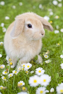 Lop Eared Rabbit - juvenile on garden lawn Lop Eared Rabbit - juvenile on garden lawn