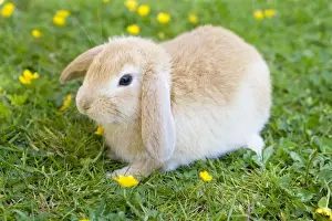 Easter Prints: Lop Eared Rabbit - juvenile on garden lawn