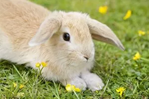 Lop Eared Rabbit - juvenile on garden lawn