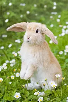 Easter Prints: Lop Eared Rabbit - juvenile on garden lawn Digital Manipulation: added daisies to the top