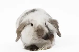Lops Prints: Lop Rabbit - in studio