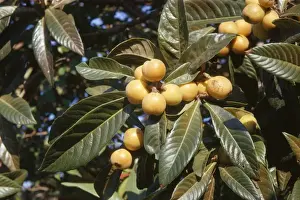 Loquat Fruit - ripe
