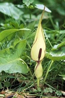 Images Dated 1st July 2008: Lords and Ladies / Cuckoo Pint