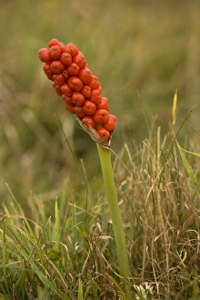 Images Dated 5th August 2006: Lord's and ladies, or wild arum, (Arum maculatum) in fruit. Dorset