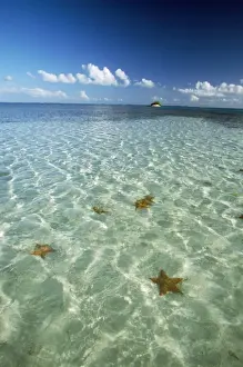Starfishes Prints: Los Roques - Archipelago of Venezuela
