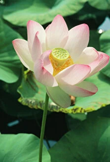 Images Dated 2nd December 2004: Lotus Flower (Found world-wide as exotic)